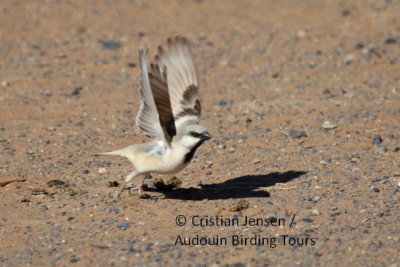 Desert Sparrow Male - Passer simplex - Gorrion del desierto