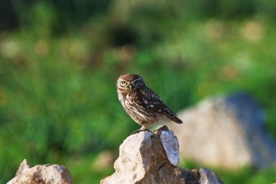 Little Owl - Athenne noctua - Mochuelo - Mussol