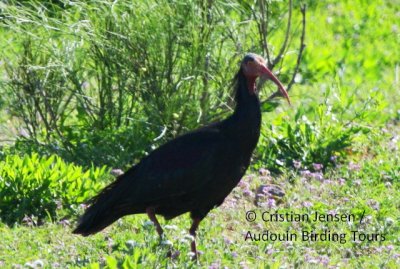 Bald Ibis