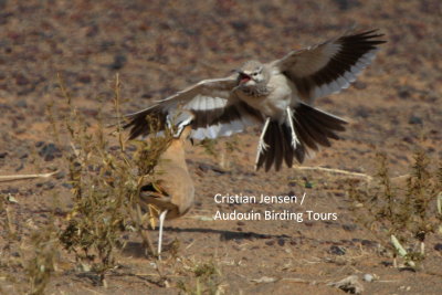 Hoopoe Lark versus Cream-coloured Courser