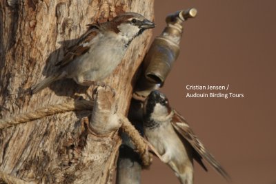 House Sparrows in the Sahara desert - Passer domesticus tangitanus - Gorrion en el Desierto