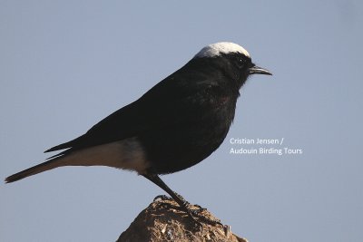 White-crown Wheatear - Oenanthe leucopiga