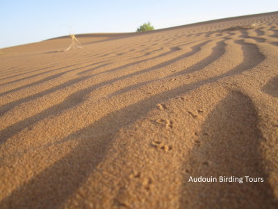 Sand tracks in the Sahara desert