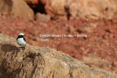 North African Mourning Wheatear - Oenanthe (lugens) halophila - ssp from Morocco