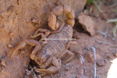 Brown Scorpion