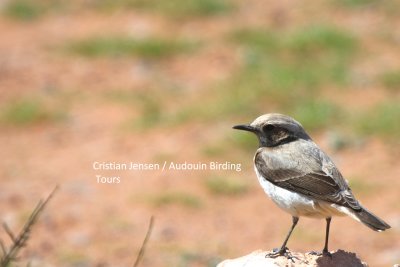 Female Mourning Wheatear - Oenanthe lugens spp from Morocco with dark throat