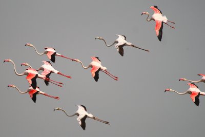 Flamingoes in flight in Souss Massa National Park - Phoenicopterus roseus - Flamencos en vuelo - Flamencs volant