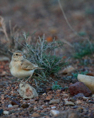 Bar-tailed Desert Lark - Ammomanes cinturus