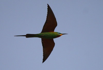 Blue-checked bee-eater - Merops persicus