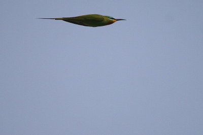 Blue-checked bee-eater - Merops persicus