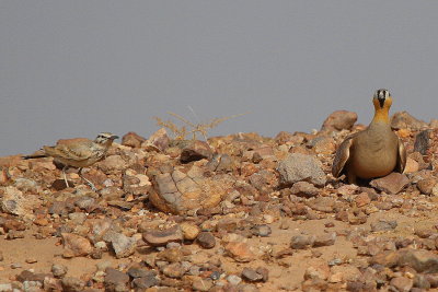 Crowned Sandgrouse and Hopooe Lark - Pterocles coronatus - Ganga coronada - Ganga couronn