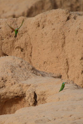 Blue-checked bee-eater nest bulding - Merops persicus