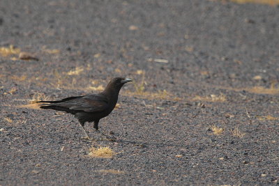 Brown Necked Raven - Corvus ruficollis