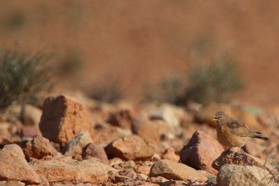 Desert Lark - Ammomanes desertii