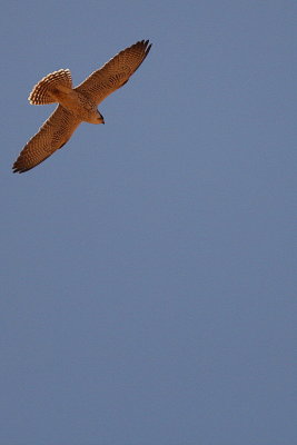 Lanner Falcon - Falco biarmicus erlangeri