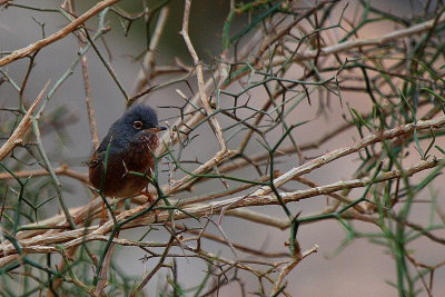 Tristrams Warbler - Sylvia deserticola