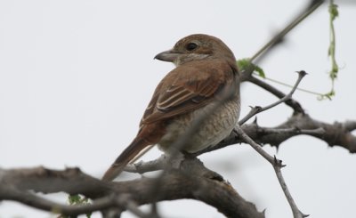 Redbacked shrike - Lanius collurio - Alcaudon dorsirojo - Escorxador