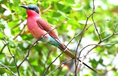 Southern Carmine Beeater - Merops nubicoides - Abejaruco Carmes - Abellarol Carmnat