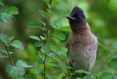 Bulbul