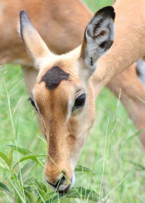 Impala