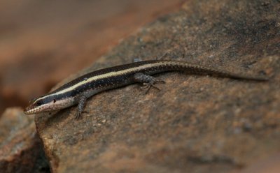 Skink