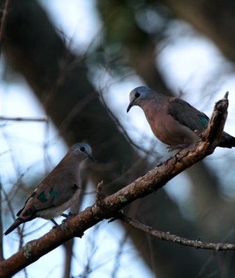 Green-spotted Dove