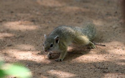 Esquirol terrestre