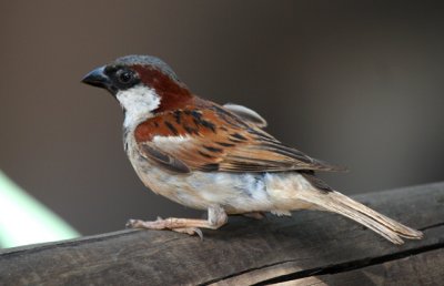 House sparrow