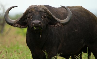 African buffalo - Syncerus caffer - Bfalo - Bfal