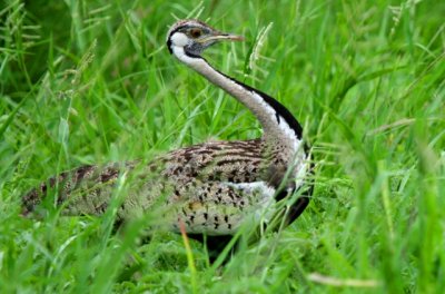 Blackbellied Korhaan - Eupodotis melanogaster