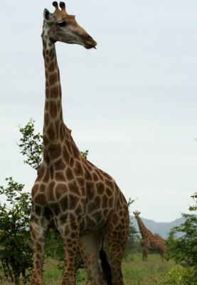 Girafas