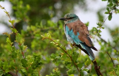 Roller - Carraca - Gaig Blau