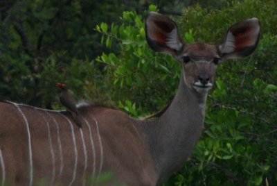 Oxpecker