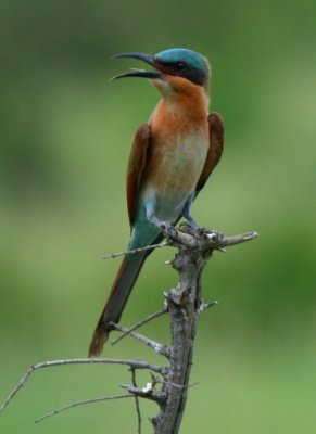 Beeeater