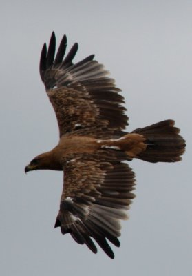 eagle