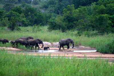 Elephants