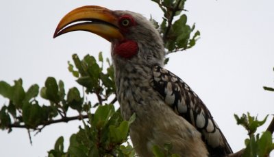 hornbill