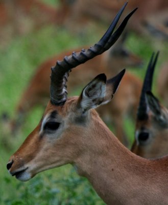 Impala