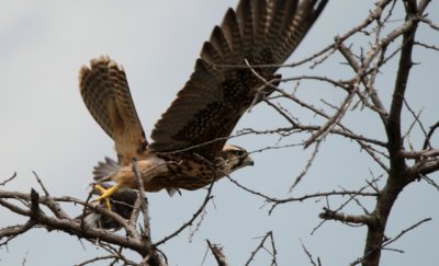 Lanner falcon