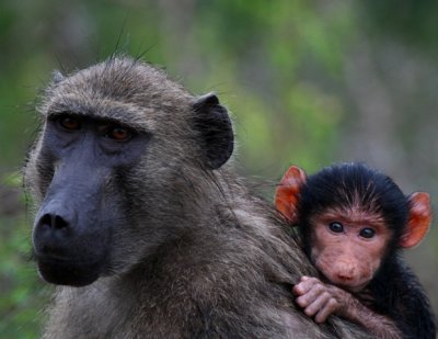 Baboons - Looking in to you