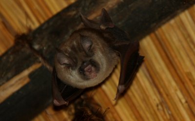 Bat - Murcielago - Rat-penat