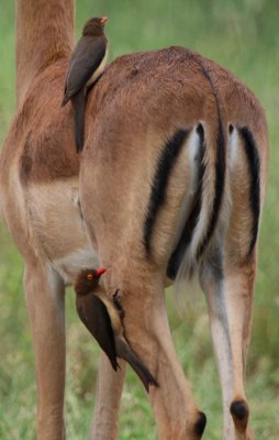 Oxpecker on an Impala