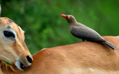 Oxpecker