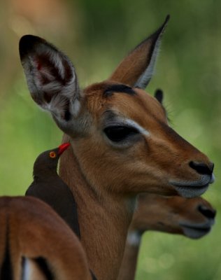 Oxpecker on a Impala