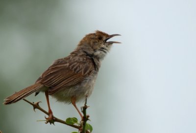 Cisticola