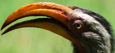 Hornbill