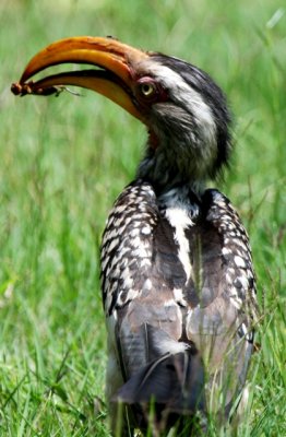 Southern Yellowbilled Hornbill - Tockus leucomelas -  Feeding Chick