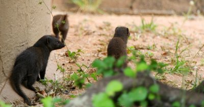 Dwarf mongoose