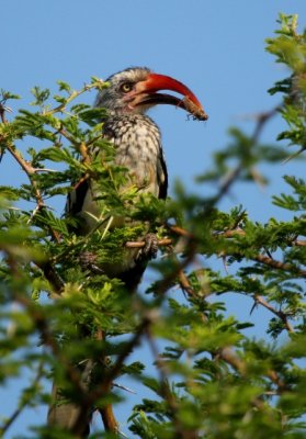 Hornbill