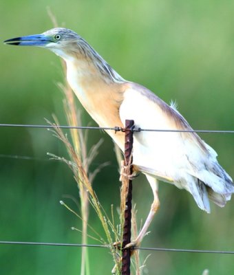 Squacco Heron - Ardeola ralloides - Garcilla cangrejera - Martinet Ros